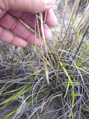 Geochloa rufa
