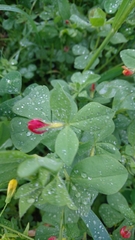 Lotus tetragonolobus