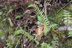 Polystichum tripteron