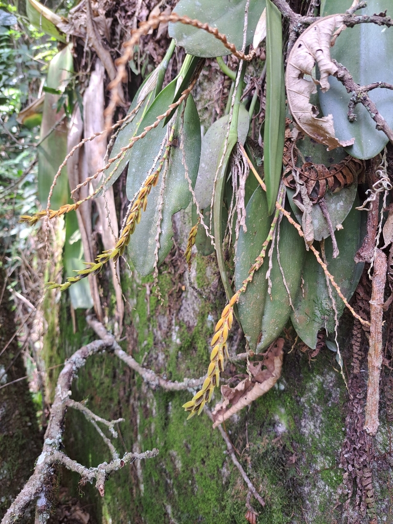 Acianthera saurocephala