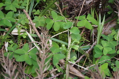 Oxalis griffithii