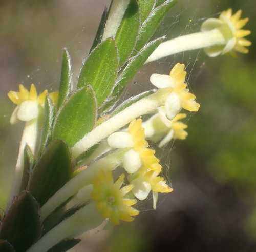 Image of Evening Capespray (Struthiola argentea) by (c) Nicola van Berkel, some rights reserved (CC BY-SA)