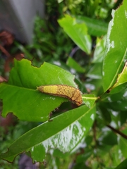 Graphium macfarlanei