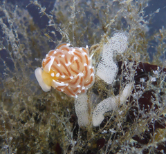 Sakuraeolis enosimensis