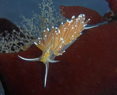 Sakuraeolis enosimensis