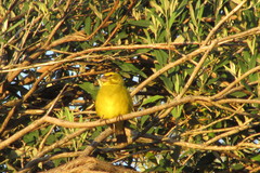 Crithagra sulphurata