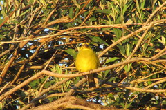 Crithagra sulphurata