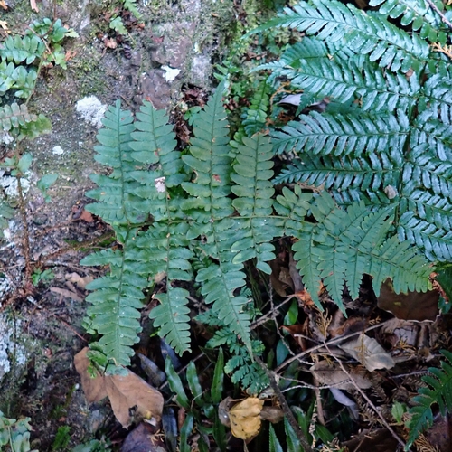 Dryopteris simasakii iNat (2)