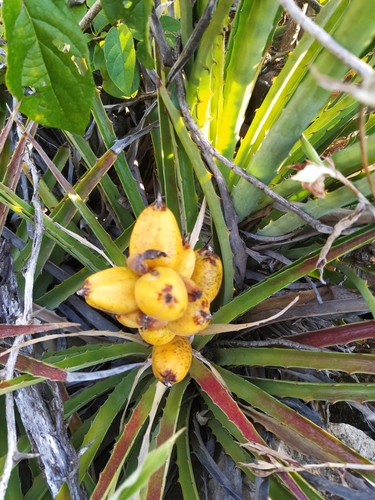 Bromelia laciniosa