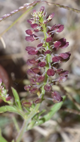 Lepidium africanum