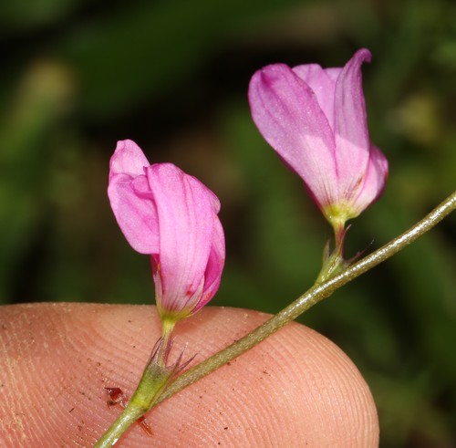 Image of Ixia erubescens by (c) Brian du Preez, some rights reserved (CC BY-SA)