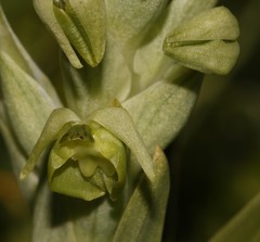 Pterygodium inversum