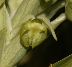 Pterygodium inversum