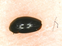 Limnebius