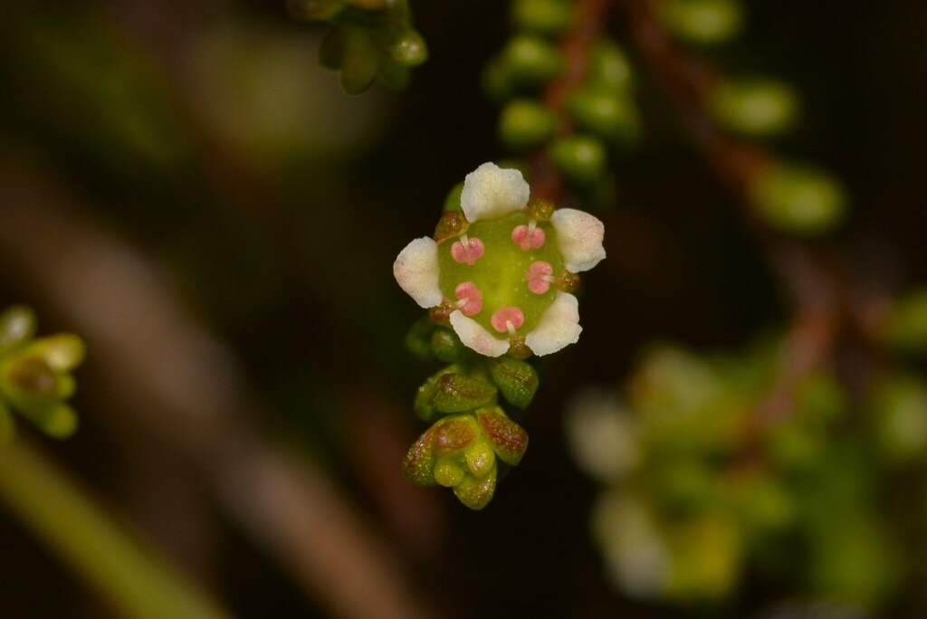 Ochrospermatinae