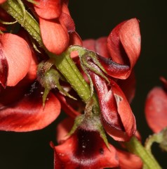 Indigofera discolor