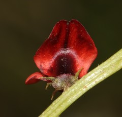 Indigofera discolor