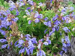 Dracocephalum multicolor