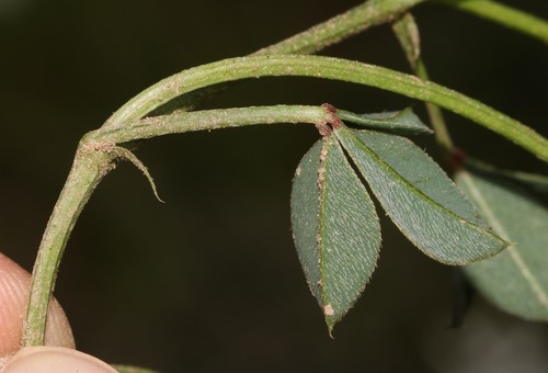 Image of Indigofera discolor by (c) Brian du Preez, some rights reserved (CC BY-SA)