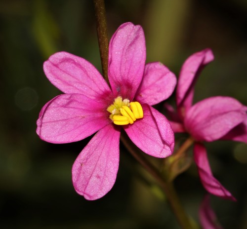 Image of Ixia erubescens by (c) Brian du Preez, some rights reserved (CC BY-SA)