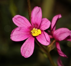 Ixia erubescens