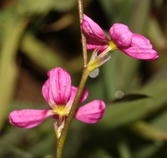 Ixia erubescens