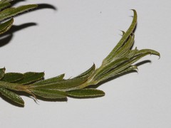 Psoralea uncinata