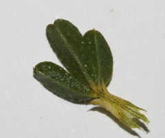 Psoralea uncinata