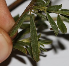 Psoralea uncinata