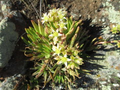 Dudleya virens virens