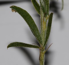 Psoralea uncinata