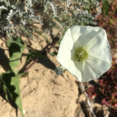 Calystegia macrostegia amplissima