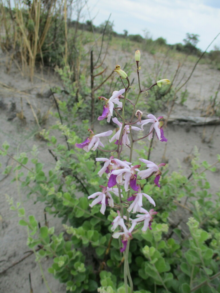 Eulophia livingstoneana