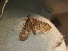 Tatobotys janapalis