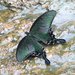 Papilio bianor - Photo (c) Alan Kwok / Ada Tai,  זכויות יוצרים חלקיות (CC BY-NC), הועלה על ידי Alan Kwok / Ada Tai
