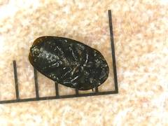 Limnebius