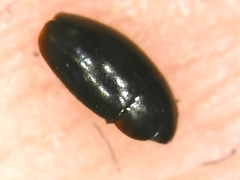 Limnebius