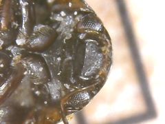 Limnebius