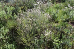 Psoralea uncinata