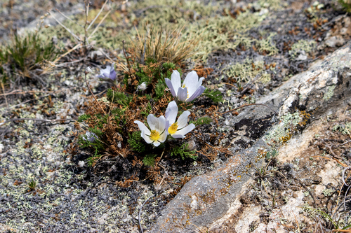 Pulsatilla tenuiloba, photograph 4