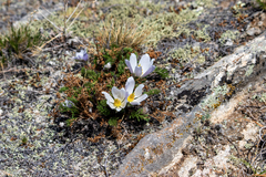 Pulsatilla tenuiloba, photograph (c) Нурхайдарова Татьяна, some rights reserved (CC BY)