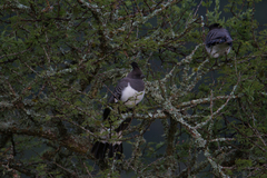 Corythaixoides leucogaster