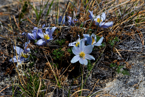 Pulsatilla tenuiloba, photograph 3