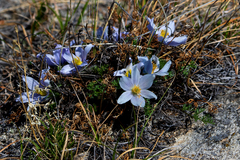 Pulsatilla tenuiloba, photograph (c) Нурхайдарова Татьяна, some rights reserved (CC BY)