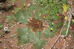 Arctopus monacanthus