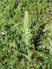 Pterygodium inversum