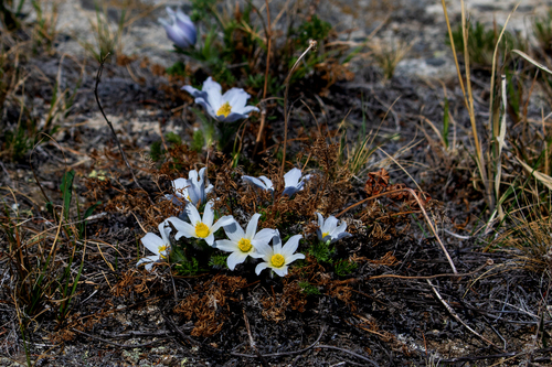 Pulsatilla tenuiloba, photograph 2