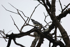 Corythaixoides leucogaster