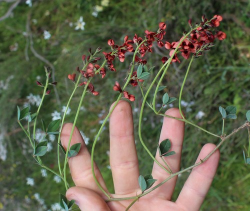 Image of Indigofera discolor by (c) Brian du Preez, some rights reserved (CC BY-SA)