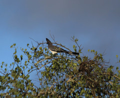 Corythaixoides leucogaster